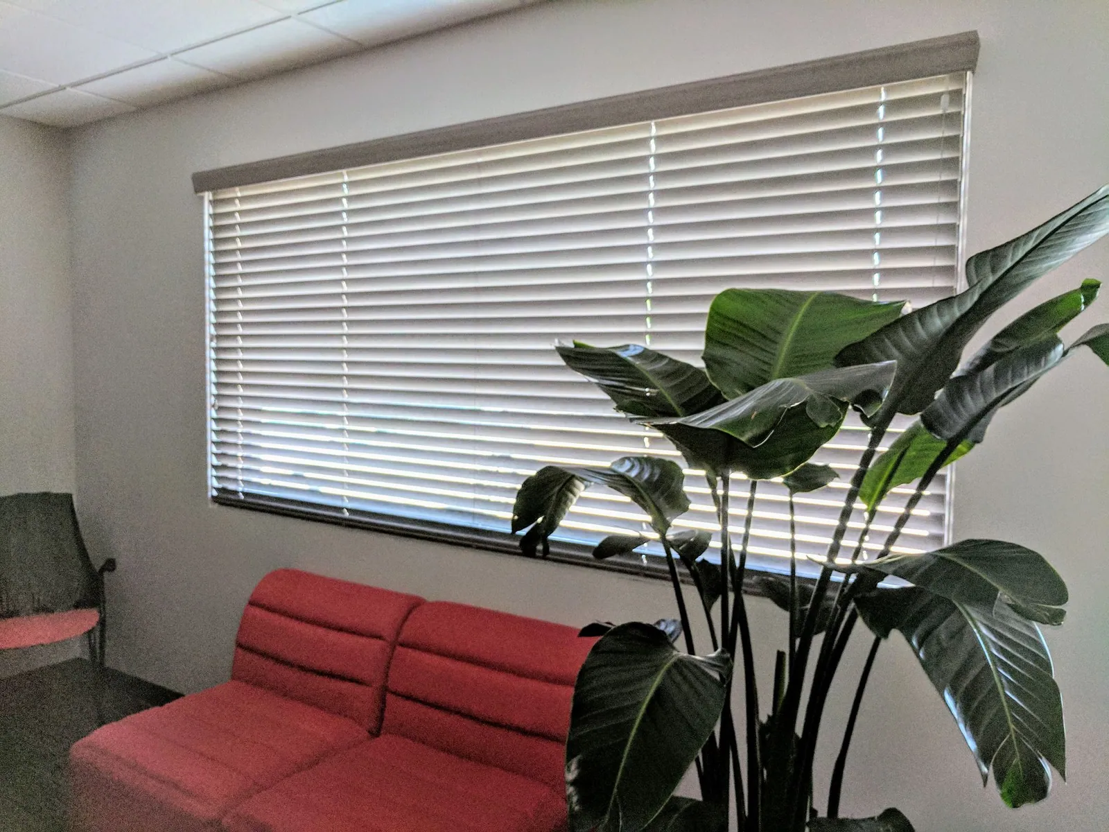 White wood blinds on a wide window above a red couch, installed by Solar Shield Blinds